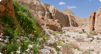 israeli landscape